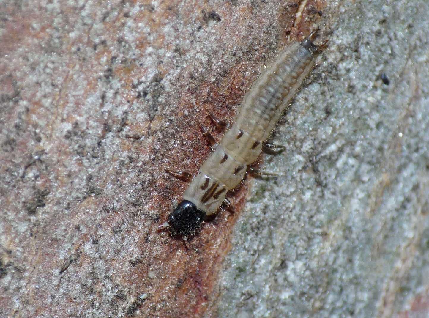 Larva di Malachiidae